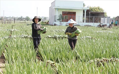 Ninh Thuận: Nông dân no ấm từ cây nha đam
