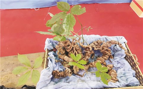 Quảng Nam ban hành kế hoạch tổ chức Lễ hội quốc tế sâm Ngọc Linh