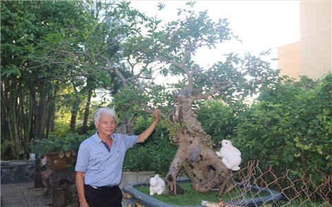 “Vua” bonsai ngược
