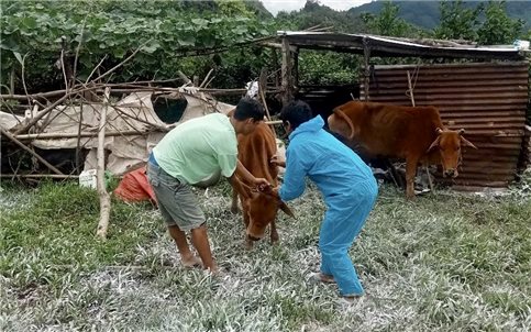 Quảng Ngãi: Chưa được tiêm phòng vắc xin, nhiều gia súc nghi mắc bệnh lở mồm long móng