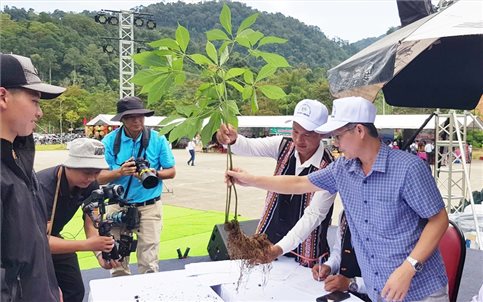Góp sâm Ngọc Linh để xóa nhà tạm
