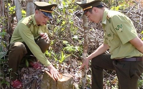 Thanh Hóa: Phạt gần 67 triệu đồng đối tượng khai thác rừng trái phép