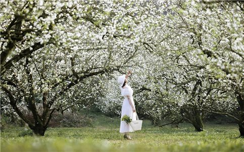 Mùa hoa mận “thương hiệu du lịch” hấp dẫn của Mộc Châu