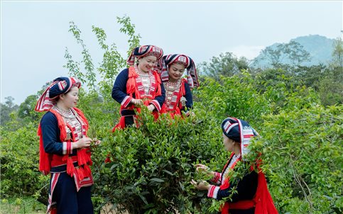 Hương vị từ núi rừng Đông Bắc