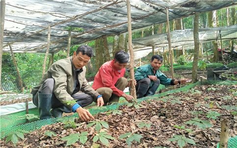 Đồng bào Xơ Đăng hối hả lên rừng chăm sóc sâm Ngọc Linh sau Tết