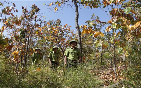Chiêm ngưỡng vẻ đẹp rừng khộp mùa thay lá
