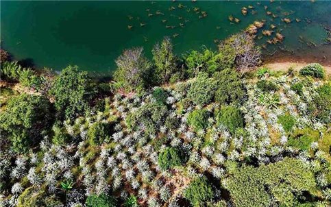 Mùa hoa cà phê - Hương trắng thơm ngát giữa đại ngàn