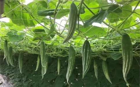 Quy trình trồng cây lặc lè đạt năng suất cao