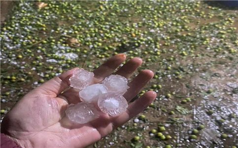 Hàng trăm ha mận, táo ở Sơn La hư hại sau trận mưa đá