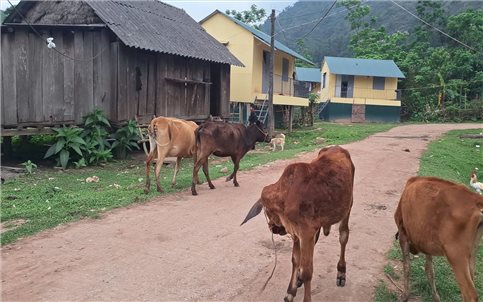 Bò dự án cấp cho đồng bào Chứt chết hàng loạt: Sẽ xác minh, làm rõ nguyên nhân