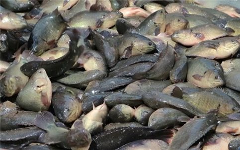 Hướng dẫn kỹ thuật nuôi cá rô đồng thương phẩm