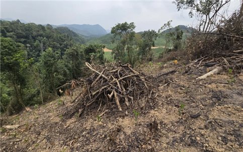 Xử phạt gần 150 triệu đồng vụ phá rừng phòng hộ ở Thanh Hóa