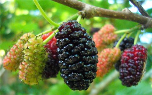 Quả dâu tằm - "Thuốc đại bổ” đang vào mùa