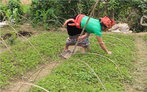 Nghệ An: Đẩy mạnh phát triển mô hình kinh tế tập thể, giúp đồng bào DTTS giảm nghèo bền vững