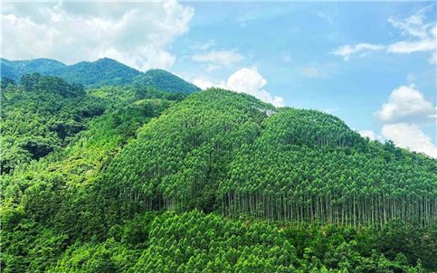 Thúc đẩy thị trường tín chỉ carbon rừng ở Việt Nam