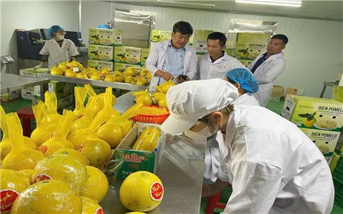 Phú Thọ: Nông nghiệp thích ứng mở hướng tăng trưởng bền vững