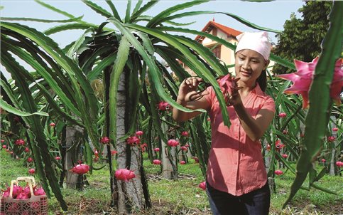 Phú Thọ chương trình OCOP nâng tầm giá trị nông sản địa phương