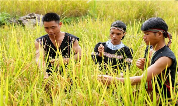 Mùa tuốt lúa trên làng Hạnh phúc