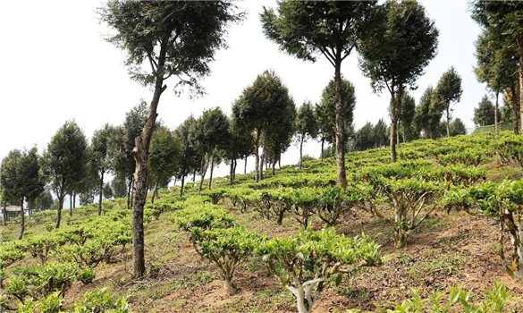 Chát, ngọt những nương chè