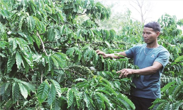 “Đầu tàu” của buôn Khanh