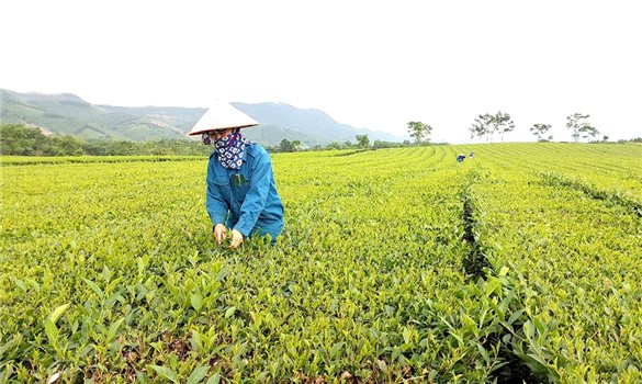 Tháo gỡ khó khăn để đẩy nhanh tiến độ Chương trình MTQG 1719