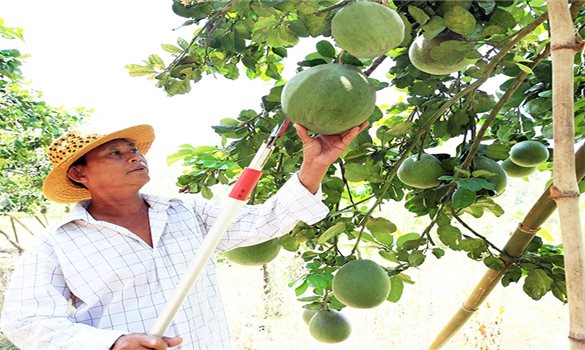 Vùng đồng bào DTTS tỉnh Ninh Thuận vươn mình phát triển