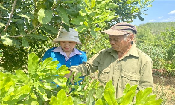 Kon Tum: Hỗ trợ sinh kế, tạo động lực giúp đồng bào DTTS vươn lên thoát nghèo