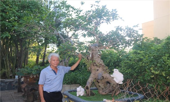 “Vua” bonsai ngược