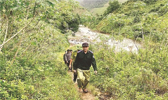 Quảng Ngãi: Người dân phát triển kinh tế gắn với bảo vệ rừng