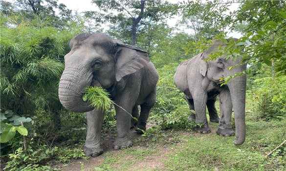 Chuyện tình bạn tri kỷ của voi giữa rừng khộp