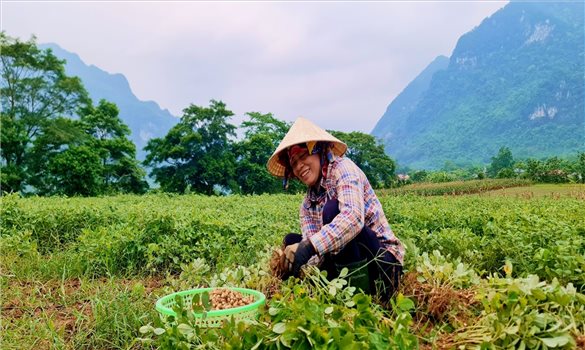 Xã biên giới Trường Sơn xuất khẩu lạc rang sang Úc