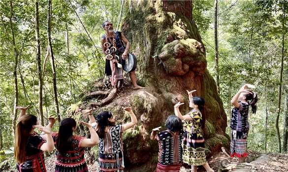 Người Cơ Tu bên “Vương quốc” pơ mu ngàn năm tuổi