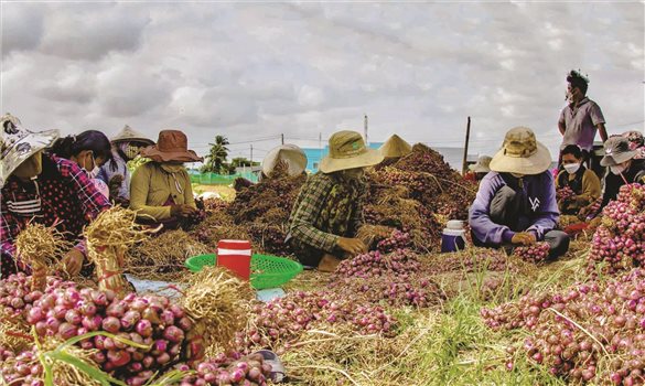 Đòn bẩy sinh kế giúp đồng bào Khmer vươn lên