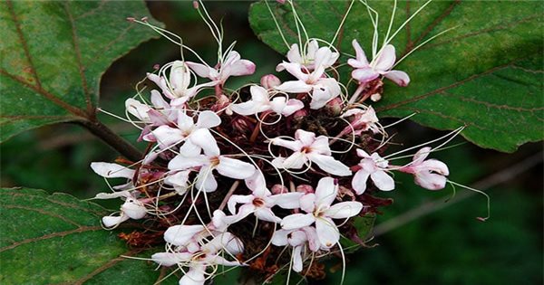  Cây bạch đồng nữ hoa trắng - Tìm hiểu về loại cây độc đáo này