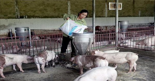 Làm giàu từ trang trại chăn nuôi lợn