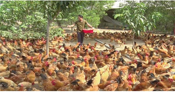 Mô hình nuôi gà công nghiệp đẻ trứng hiệu quả  Niên Giám Nông Nghiệp