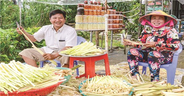 Bồn bồn - cây thoát nghèo trên vùng đất trũng