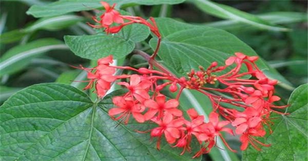 Ai là người Thái gọi cây Clerodendrum japonicum là gì?