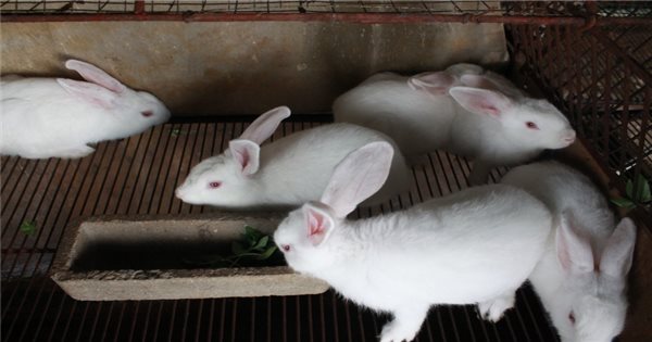 Kỹ thuật nuôi thỏ thịt tại nhà