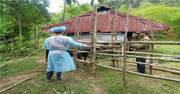 Tây Giang: Tập trung phòng chống rét, dịch bệnh mùa đông cho trâu bò