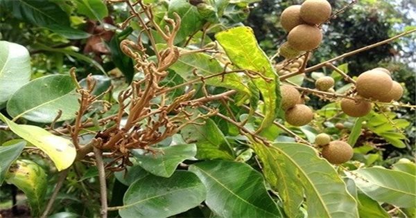 Cách phòng trừ một số bệnh thường gặp trên cây nhãn | Báo Dân tộc và Phát  triển