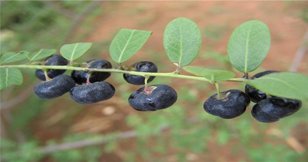 What are the medicinal properties of cây phèn đen (black alum) in traditional medicine?