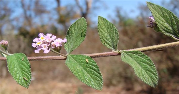  Costa Rica phát hiện hợp chất có khả năng chữa ung thư từ thực vật | Báo Dân tộc và Phát triển