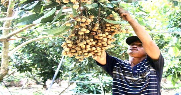 Đồng Tháp, Sóc Trăng: Đẩy mạnh tiêu thụ sản phẩm OCOP cho nông dân