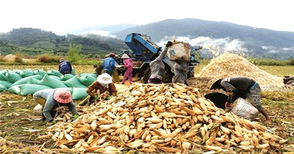 Bình Thuận tiếp tục triển khai đầu tư ứng trước cho các hộ đồng bào DTTS sản xuất bắp lai, lúa nước