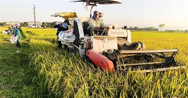 Thu hoạch lúa trong thời đại dịch