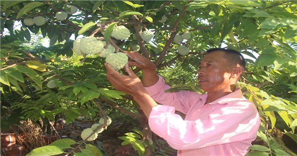 Quảng Yên – Một điểm sáng về kinh tế nông nghiệp ở Quảng Ninh