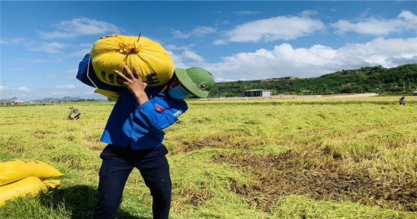 Quảng Bình: Thu hoạch lúa hè thu trong điều kiện vừa chạy lũ, vừa chống dịch
