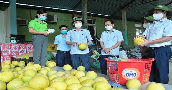 Chuyển đổi số – bưởi Phúc Trạch không bị “đứt gãy” trong khâu tiêu thụ