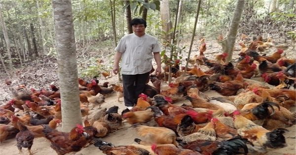 Ba Vì (Hà Nội): Phát triển chăn nuôi, sản xuất nông nghiệp an toàn theo hướng hữu cơ